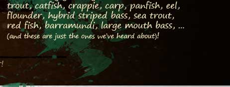 trout, catfish crappie, carp, panfish, eel, flounder, hybrid striped bass, sea trout, red fish, barramundi, large mouth bass, etc... love Stubby Steve's!