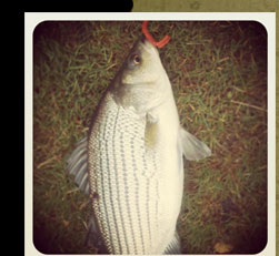 Hybrid Striped Bass caught with "Blood Red" worm
