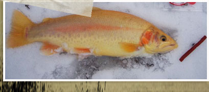 Golden Trout caught with "Blood Red" Fish Food Worm